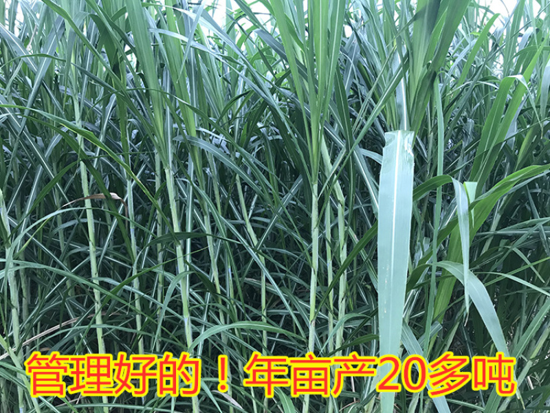 杂交甜象草种子芽率90%高产多年生牧草种子每亩4斤