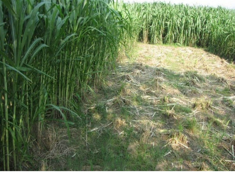 杂交甜象草种子芽率90%高产多年生牧草种子每亩4斤
