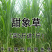 杂交甜象草种子芽率90%高产多年生牧草种子每亩4斤