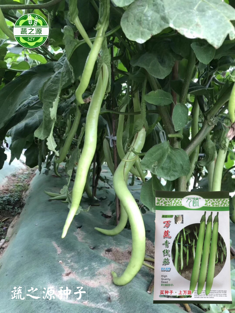 龙芽茄种子线茄种子万蔬杂交一代青线茄种子高档品种大田基地