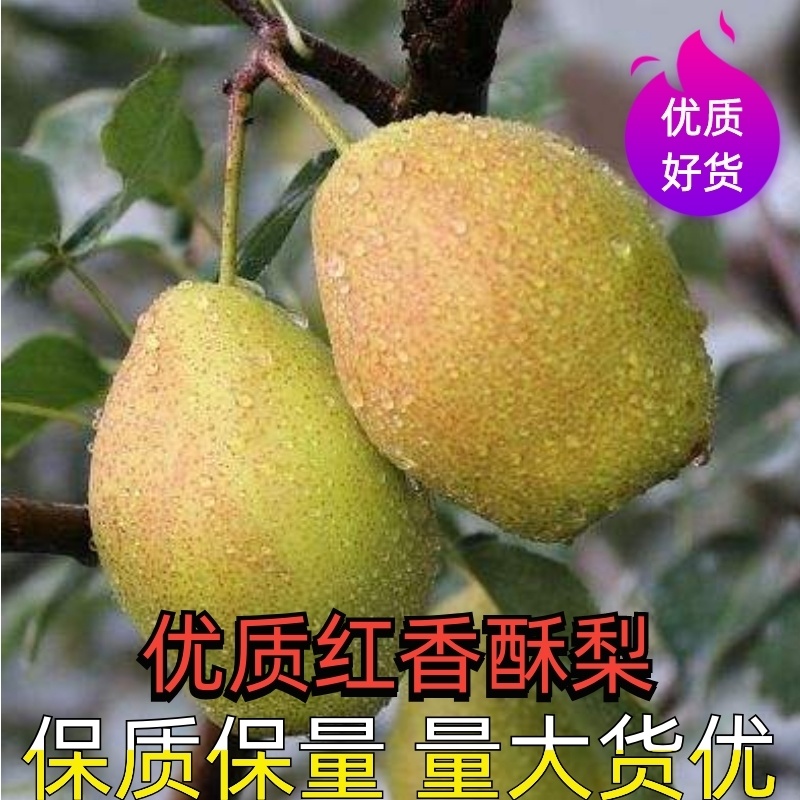 万亩红香酥，贡梨，大量上市了，红香酥梨大量批发