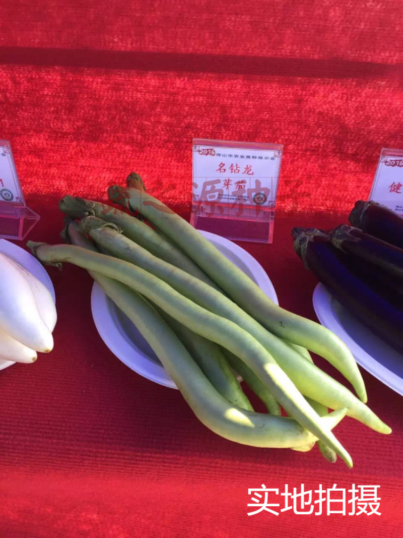 茄子种子线茄种子名钻龙芽茄种子基地大田品种抗病果型