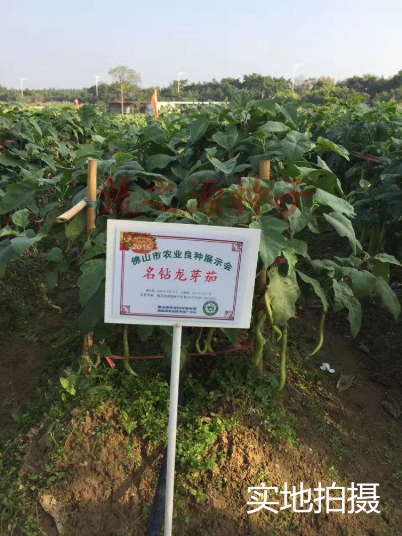 茄子种子线茄种子名钻龙芽茄种子基地大田品种抗病果型