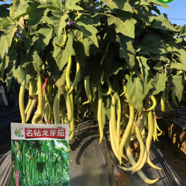 茄子种子线茄种子名钻龙芽茄种子基地大田品种抗病果型
