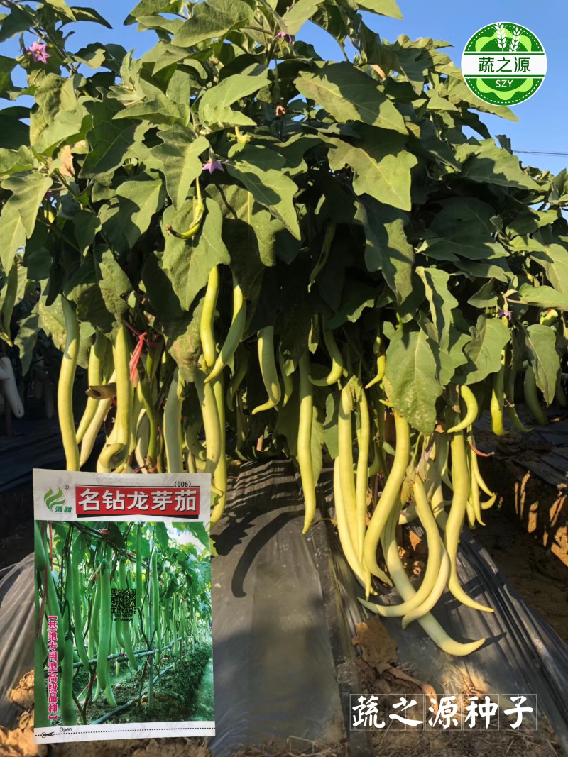 茄子种子线茄种子名钻龙芽茄种子基地大田品种抗病果型