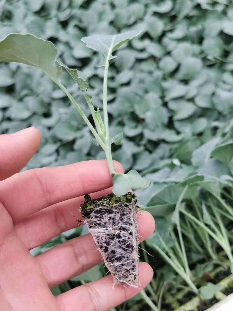 西兰花苗青花苗品种好价格实惠一年四季都有现苗大量品种