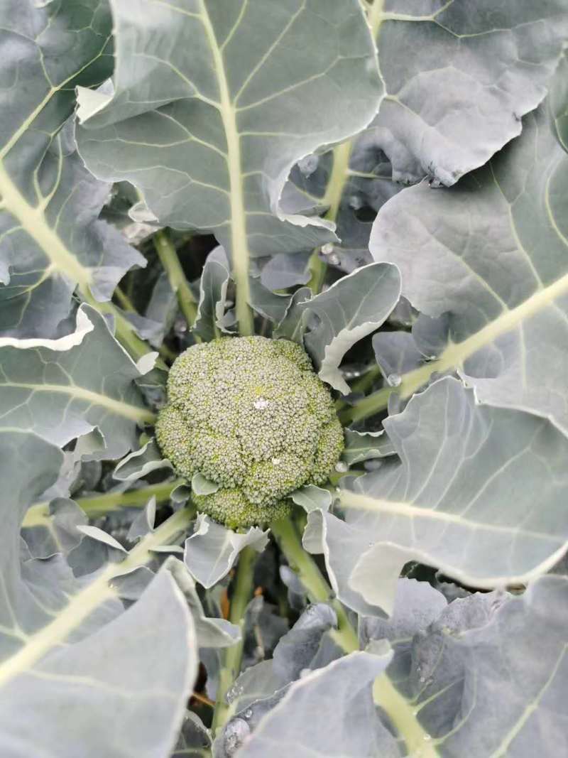 西兰花苗青花苗品种好价格实惠一年四季都有现苗大量品种