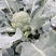 西兰花苗青花苗品种好价格实惠一年四季都有现苗大量品种