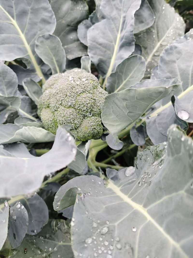 西兰花苗青花苗品种好价格实惠一年四季都有现苗大量品种