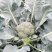 西兰花苗青花苗品种好价格实惠一年四季都有现苗大量品种