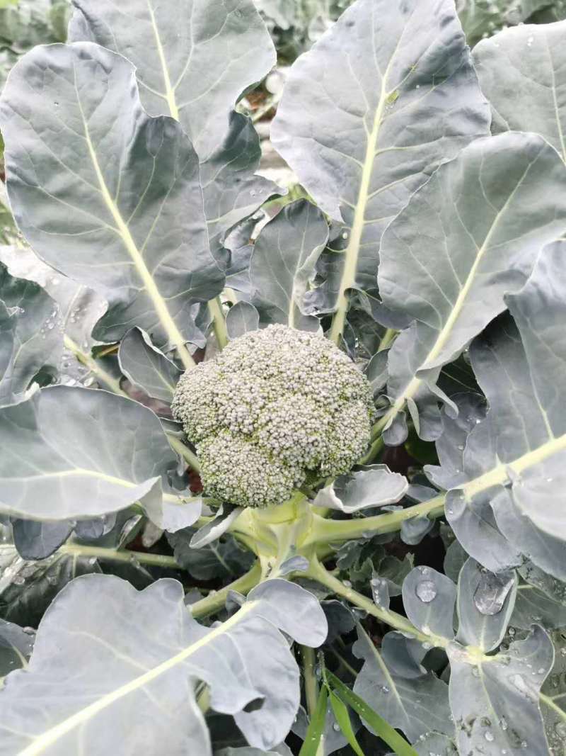 西兰花苗青花苗品种好价格实惠一年四季都有现苗大量品种