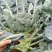 西兰花苗青花苗品种好价格实惠一年四季都有现苗大量品种