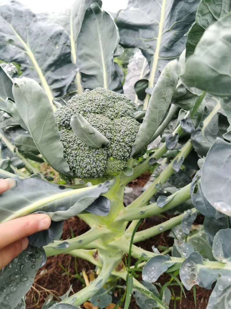 西兰花苗青花苗品种好价格实惠一年四季都有现苗大量品种