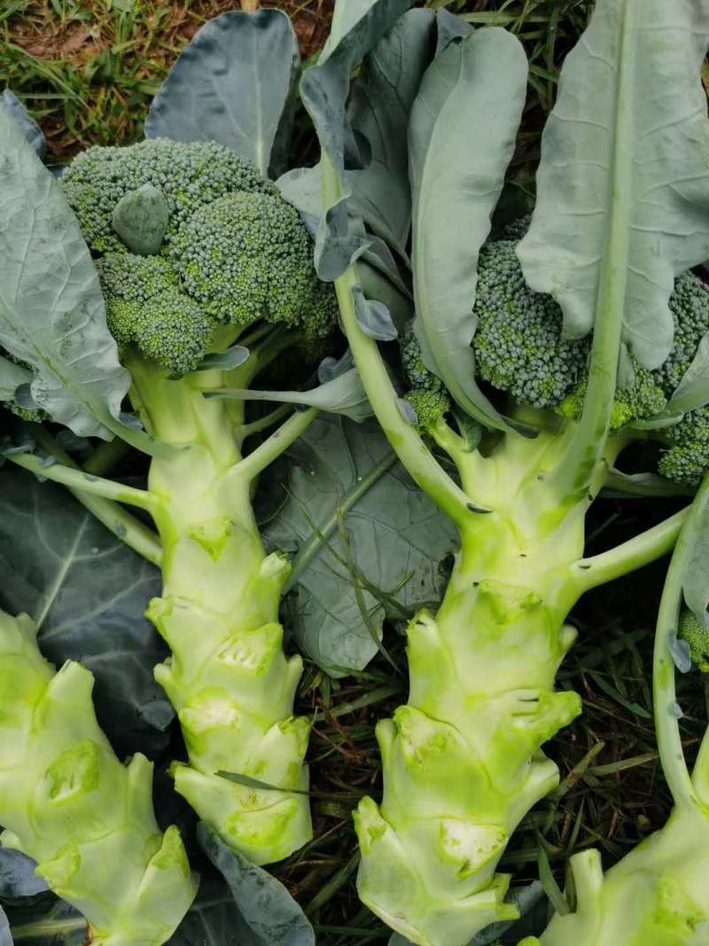 西兰花苗青花苗品种好价格实惠一年四季都有现苗大量品种