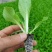 白菜苗抗根肿、菜型好、商品价值高、耐运输，市场表现好