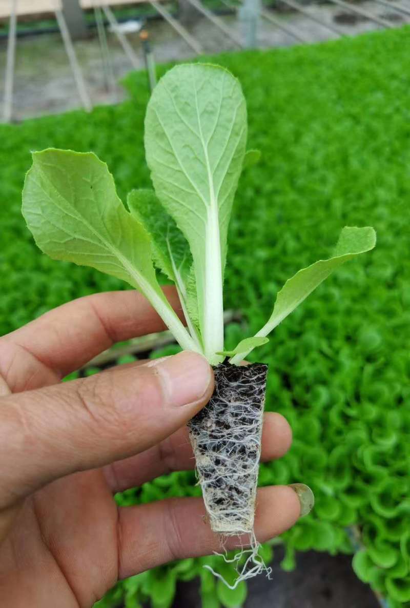 白菜苗抗根肿、菜型好、商品价值高、耐运输，市场表现好