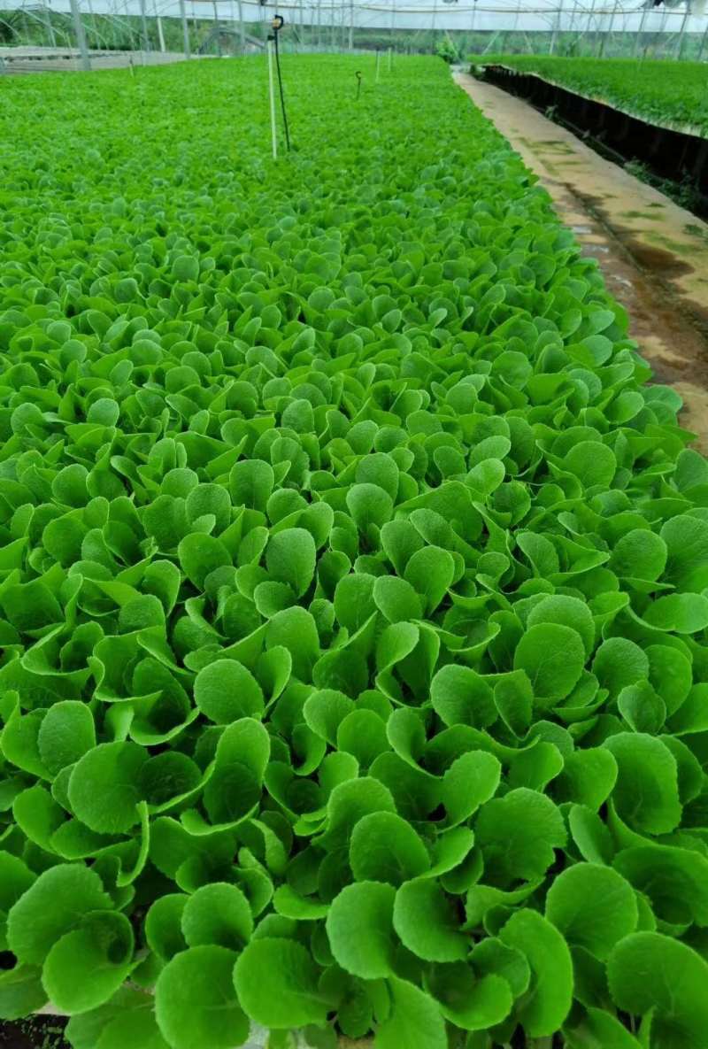 白菜苗抗根肿、菜型好、商品价值高、耐运输，市场表现好