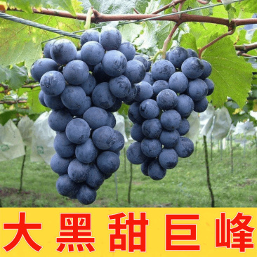 巨峰葡萄口感甜美联系有优惠