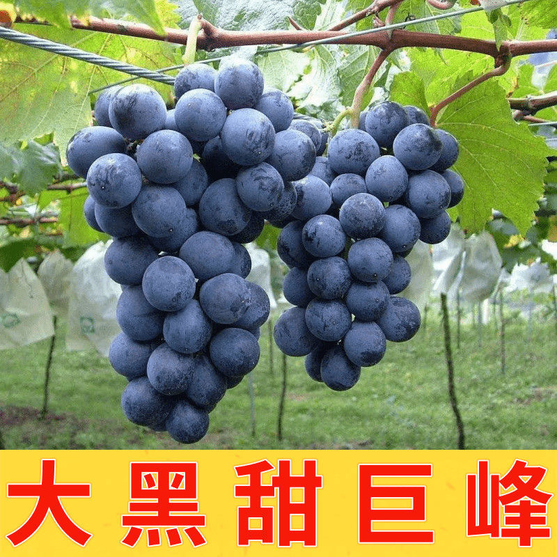 巨峰葡萄口感甜美联系有优惠