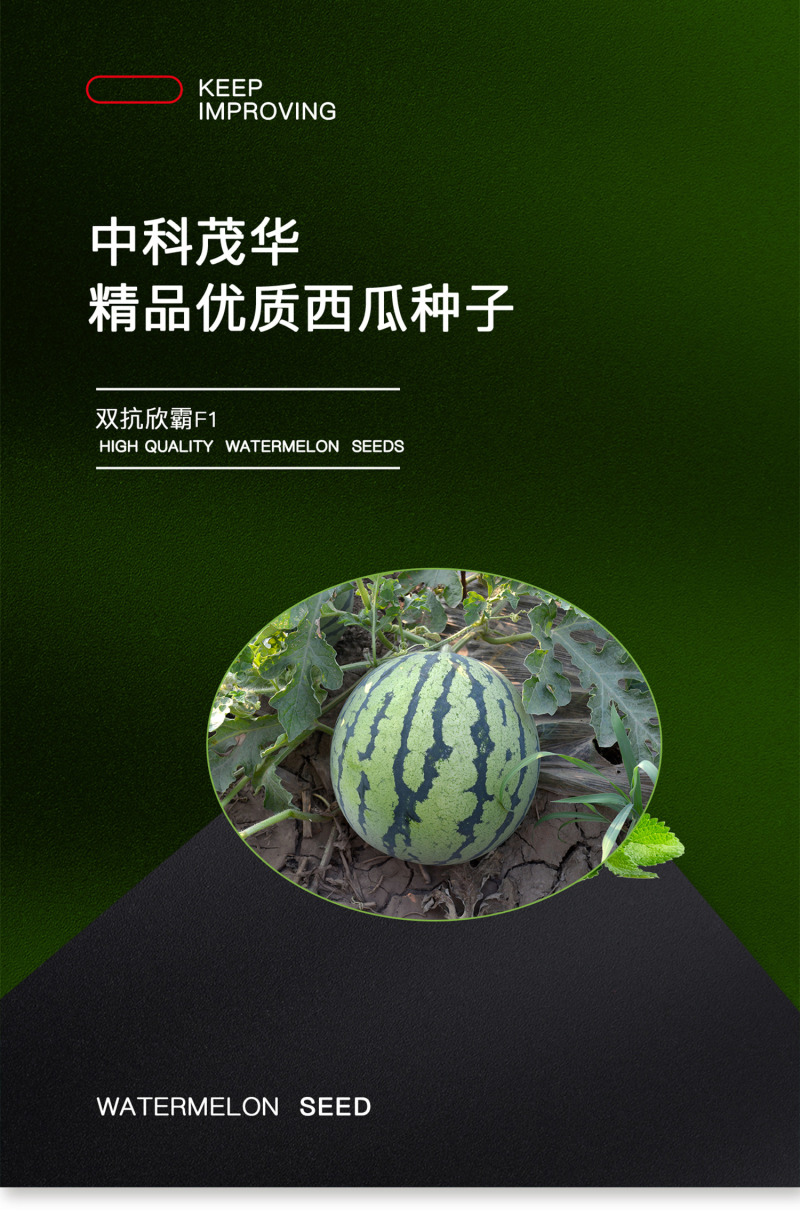 中科茂华经典麒麟西瓜种子杂交双抗欣霸