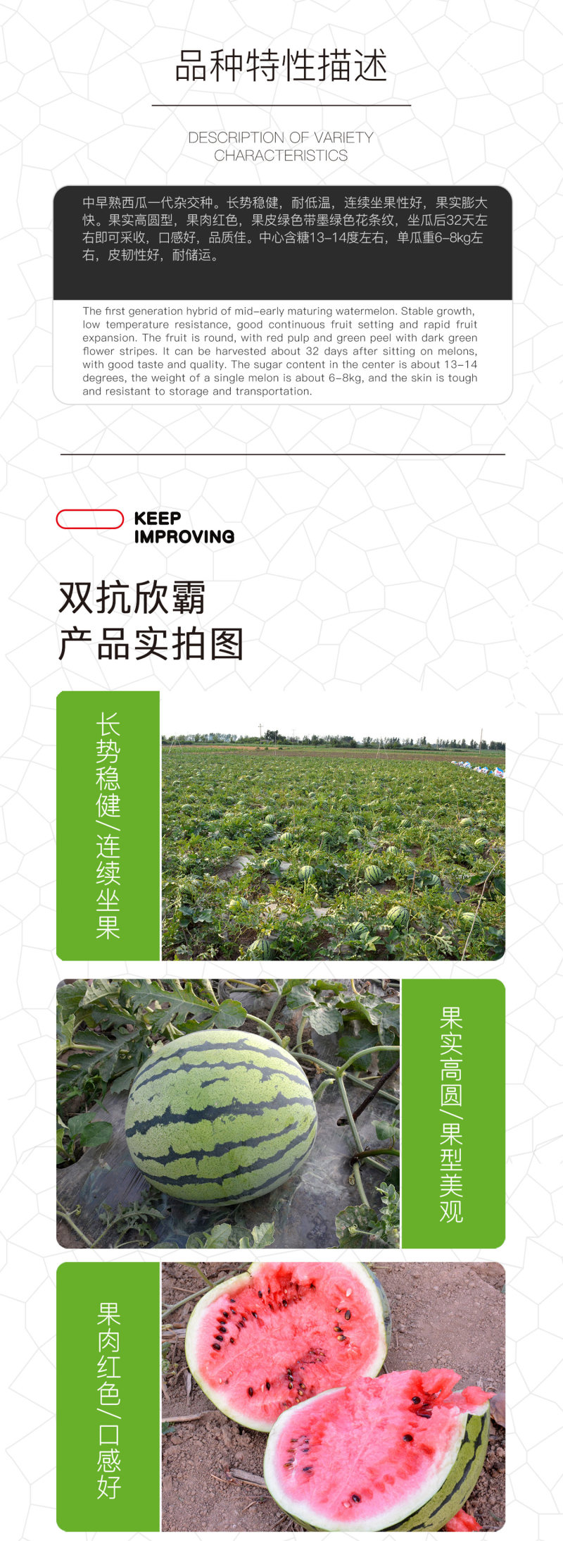 中科茂华经典麒麟西瓜种子杂交双抗欣霸