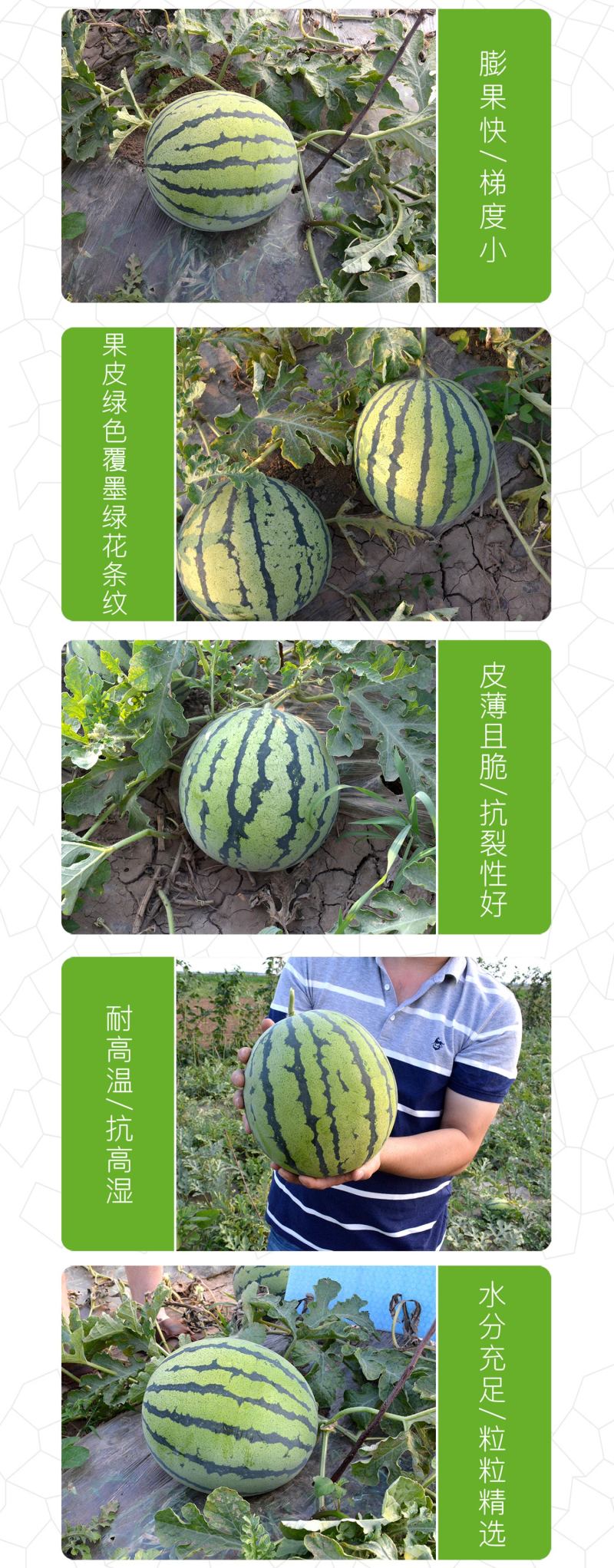 中科茂华经典麒麟西瓜种子杂交双抗欣霸