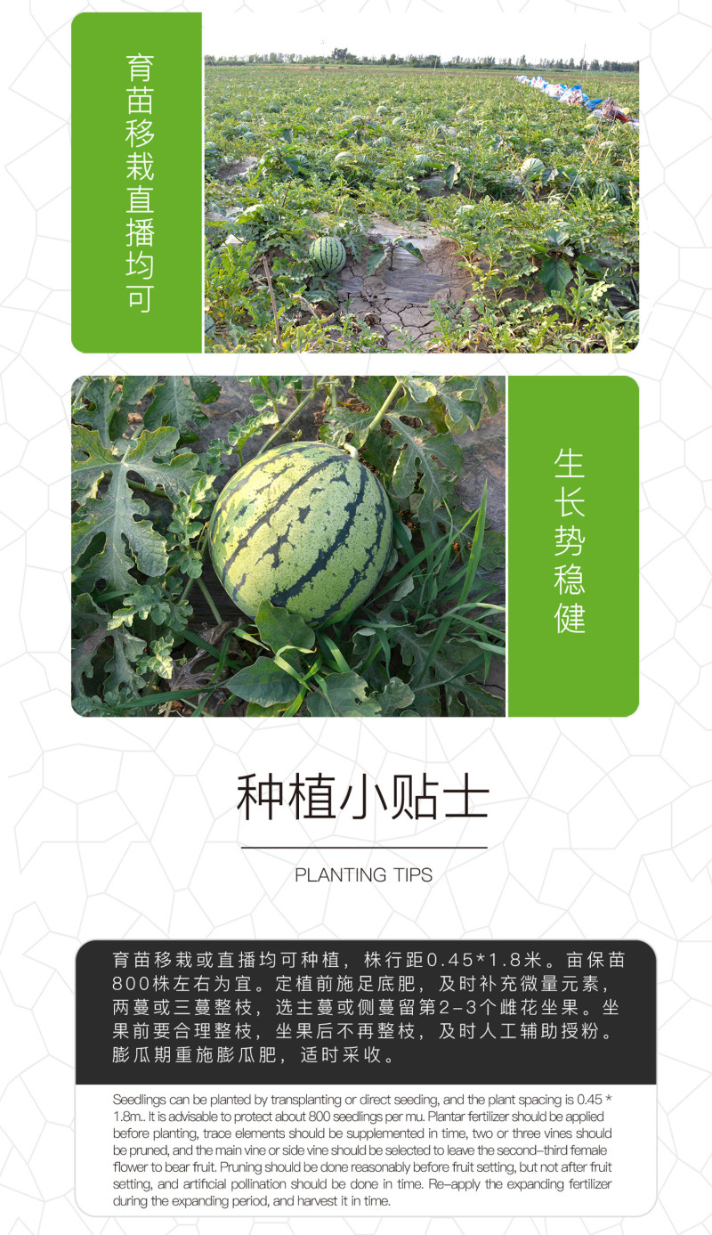 中科茂华经典麒麟西瓜种子杂交双抗欣霸