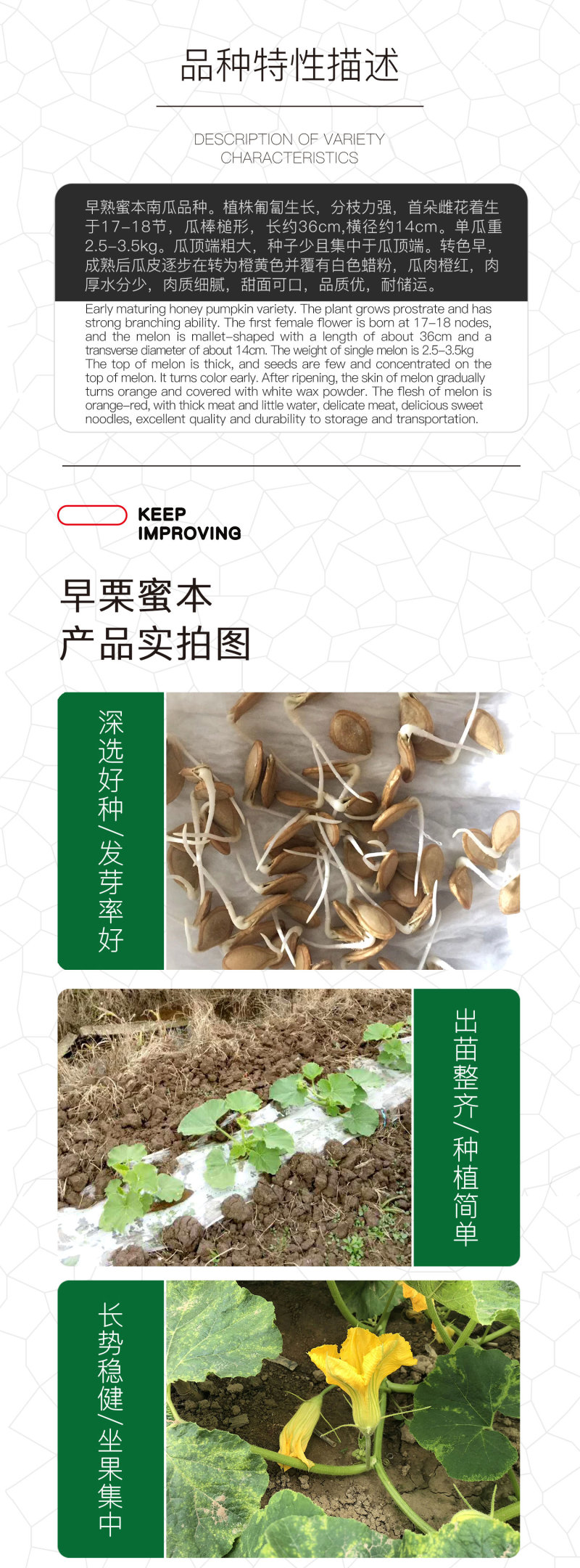 中科茂华蔬菜种子早栗蜜本杂交南瓜种子结果多甜面可口