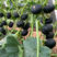 中科茂华蔬菜种子中科黑贝贝小型贝贝南瓜种子甜面可口