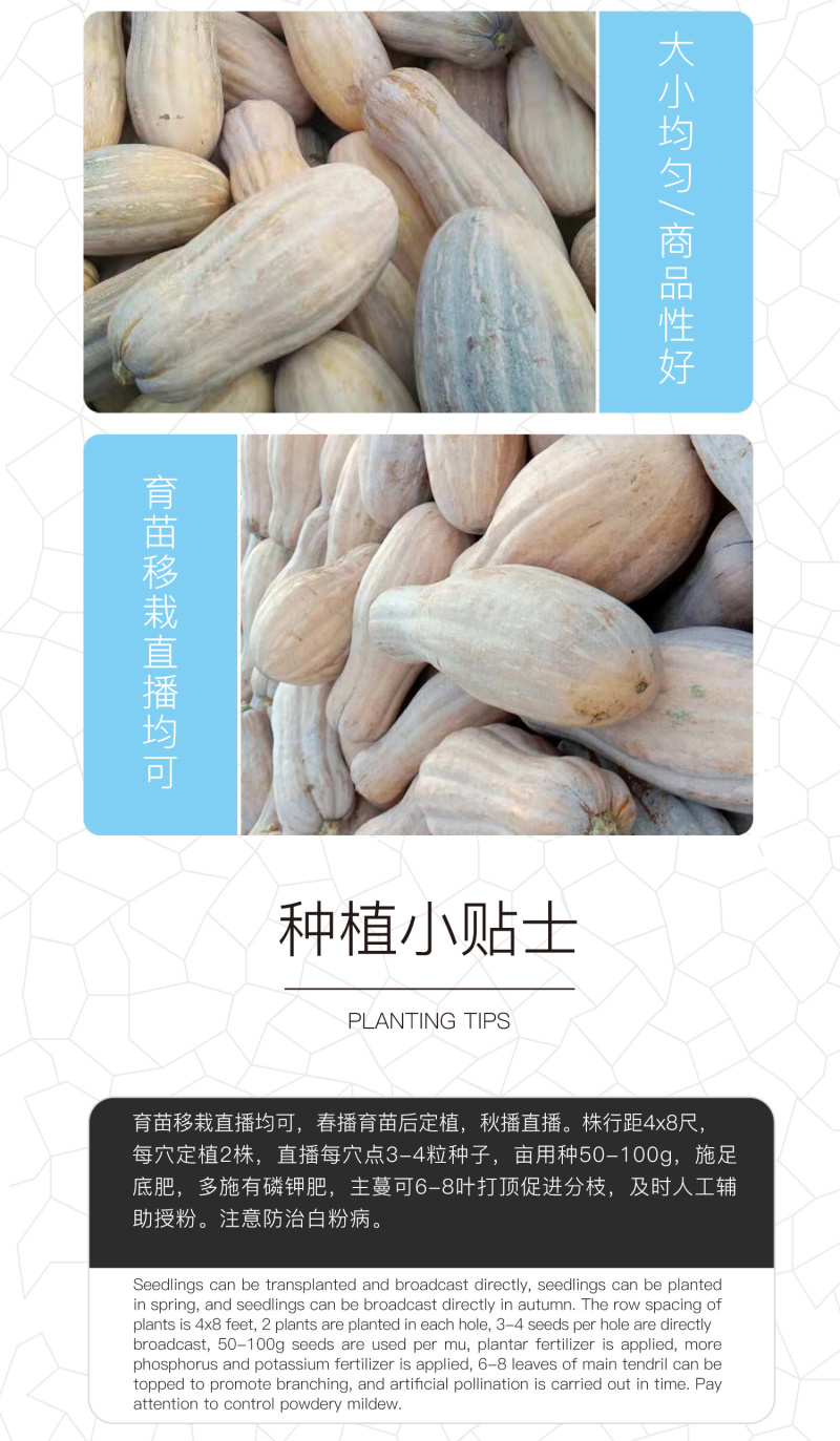 中科茂华蔬菜种子中科早蜜本南瓜种子杂交一代大果早熟