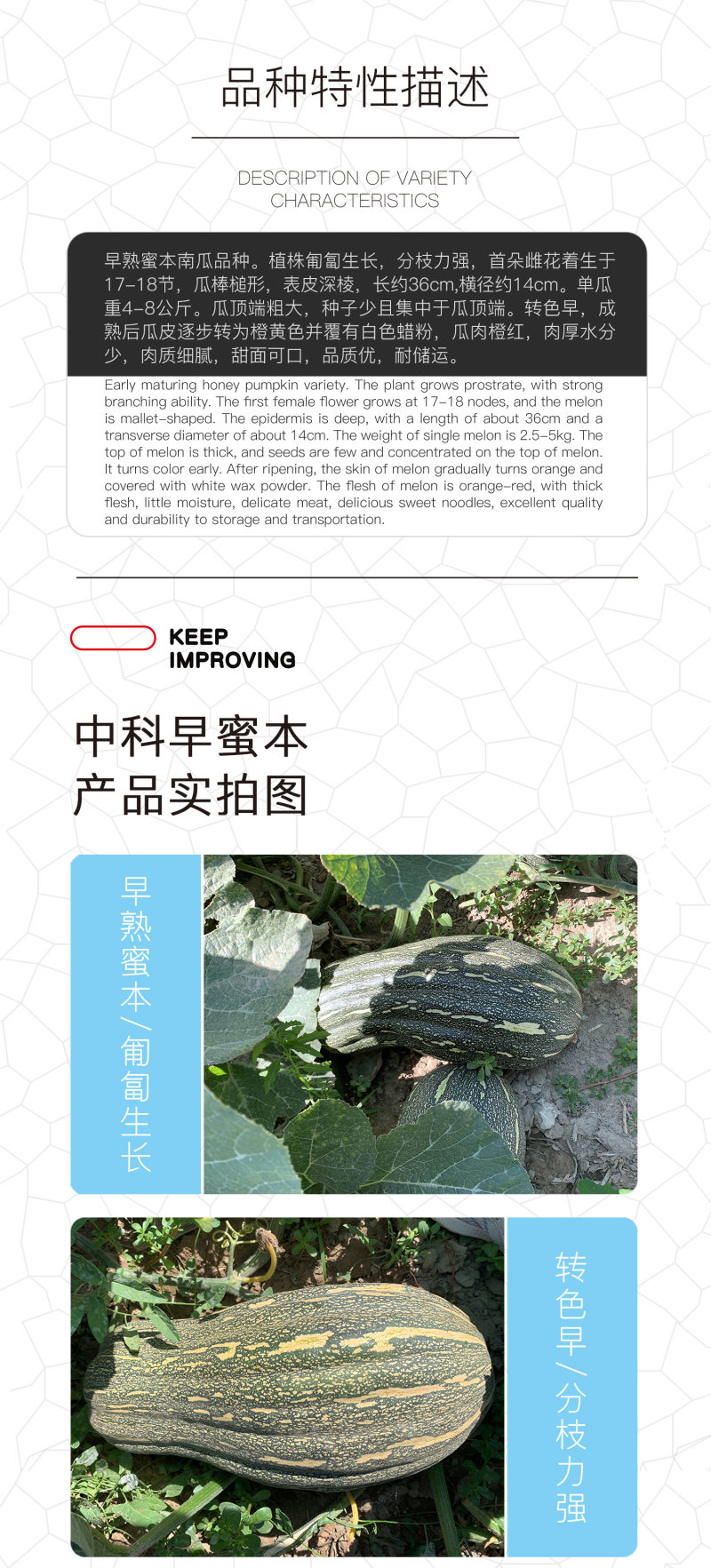 中科茂华蔬菜种子中科早蜜本南瓜种子杂交一代大果早熟