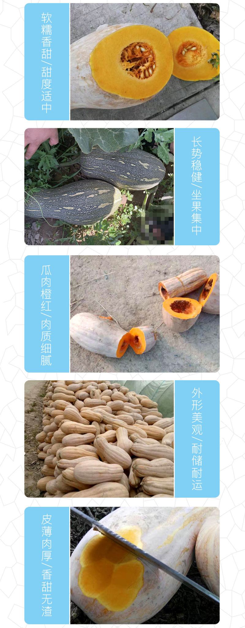 中科茂华蔬菜种子中科早蜜本南瓜种子杂交一代大果早熟
