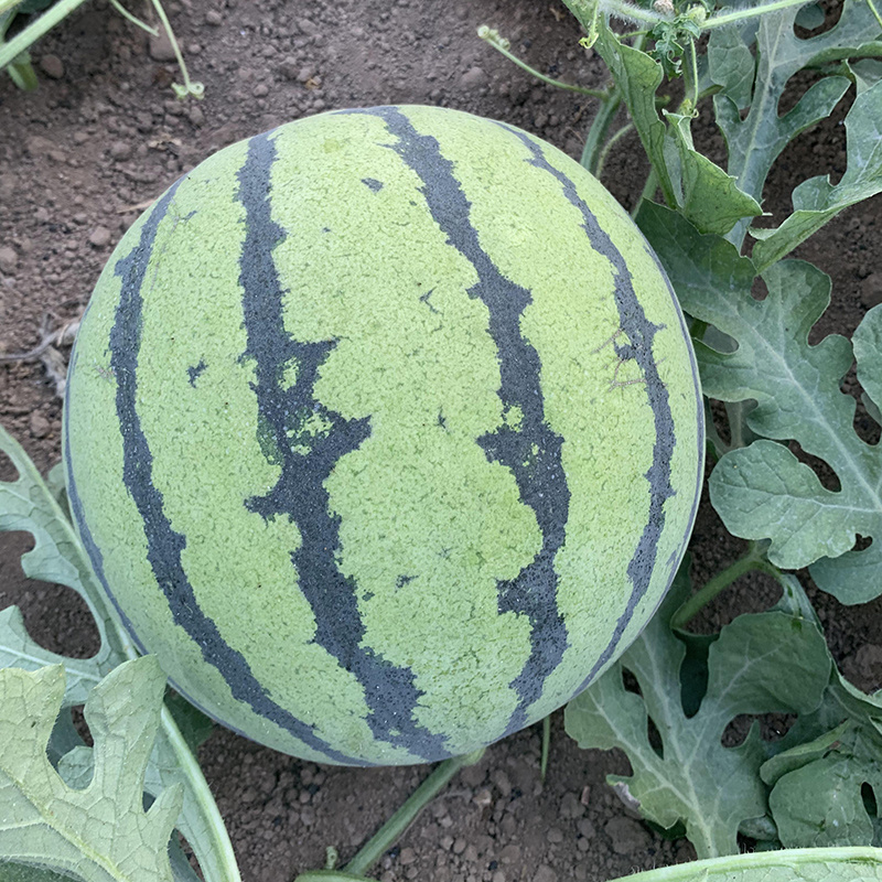 中科茂华蔬菜瓜果种子中科早佳88-24西瓜种子皮薄甜