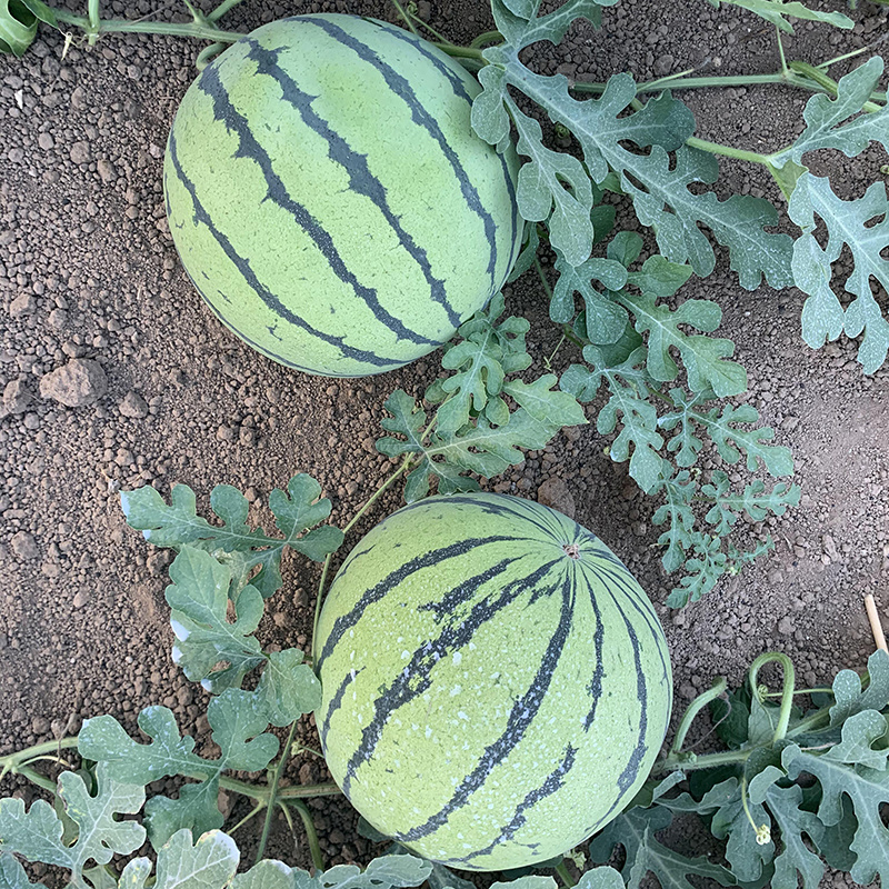 中科茂华蔬菜瓜果种子中科早佳88-24西瓜种子皮薄甜