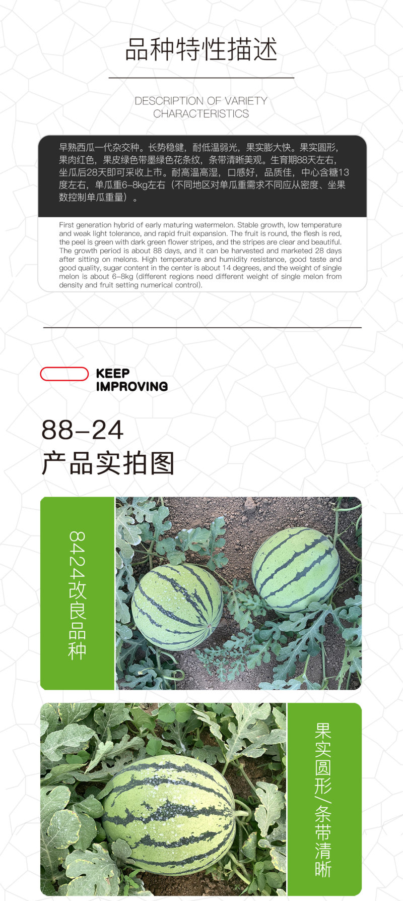 中科茂华蔬菜瓜果种子中科早佳88-24西瓜种子皮薄甜