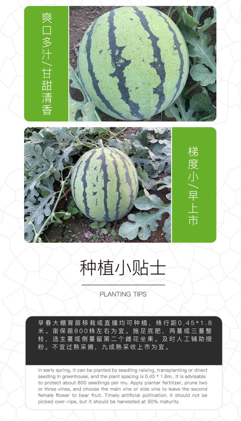 中科茂华蔬菜瓜果种子中科早佳88-24西瓜种子皮薄甜