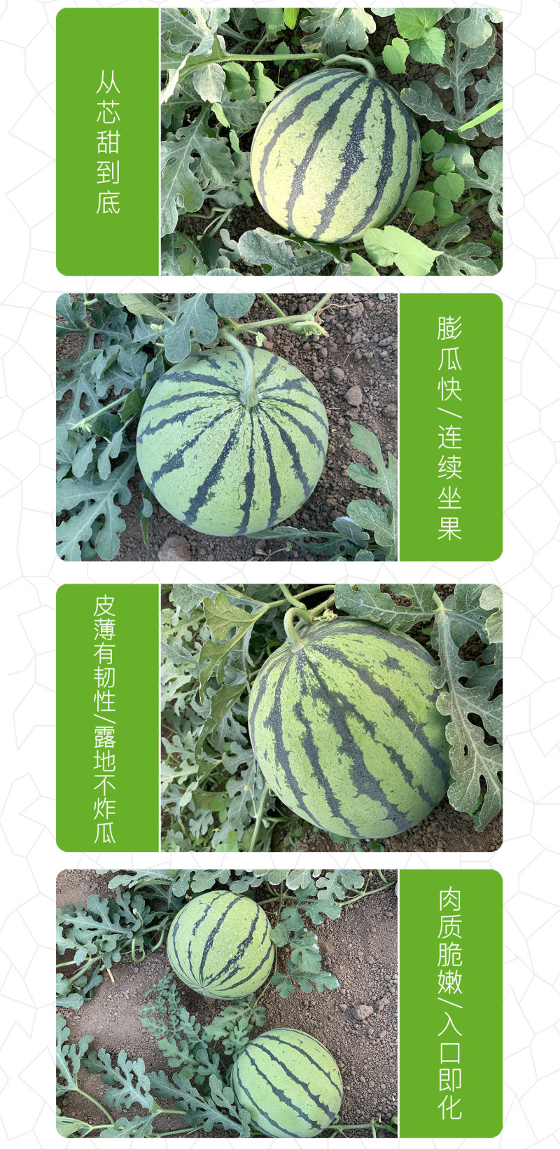 中科茂华蔬菜瓜果种子中科早佳88-24西瓜种子皮薄甜