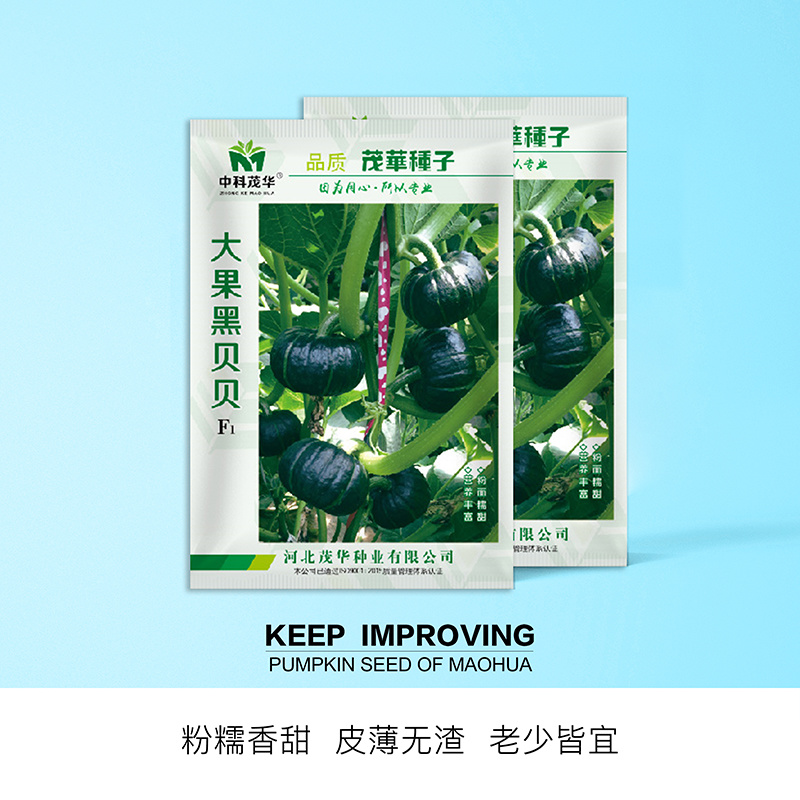 中科茂华蔬菜种子大果黑贝贝南瓜种子新西兰类型南瓜新品种
