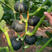 中科茂华蔬菜种子大果黑贝贝南瓜种子新西兰类型南瓜新品种