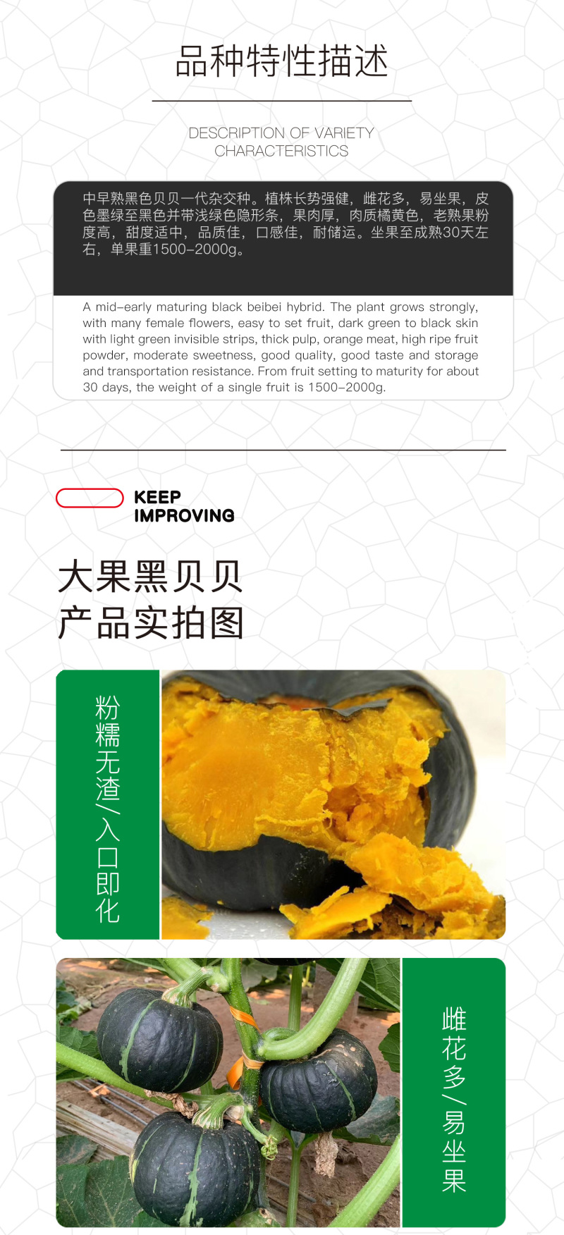 中科茂华蔬菜种子大果黑贝贝南瓜种子新西兰类型南瓜新品种