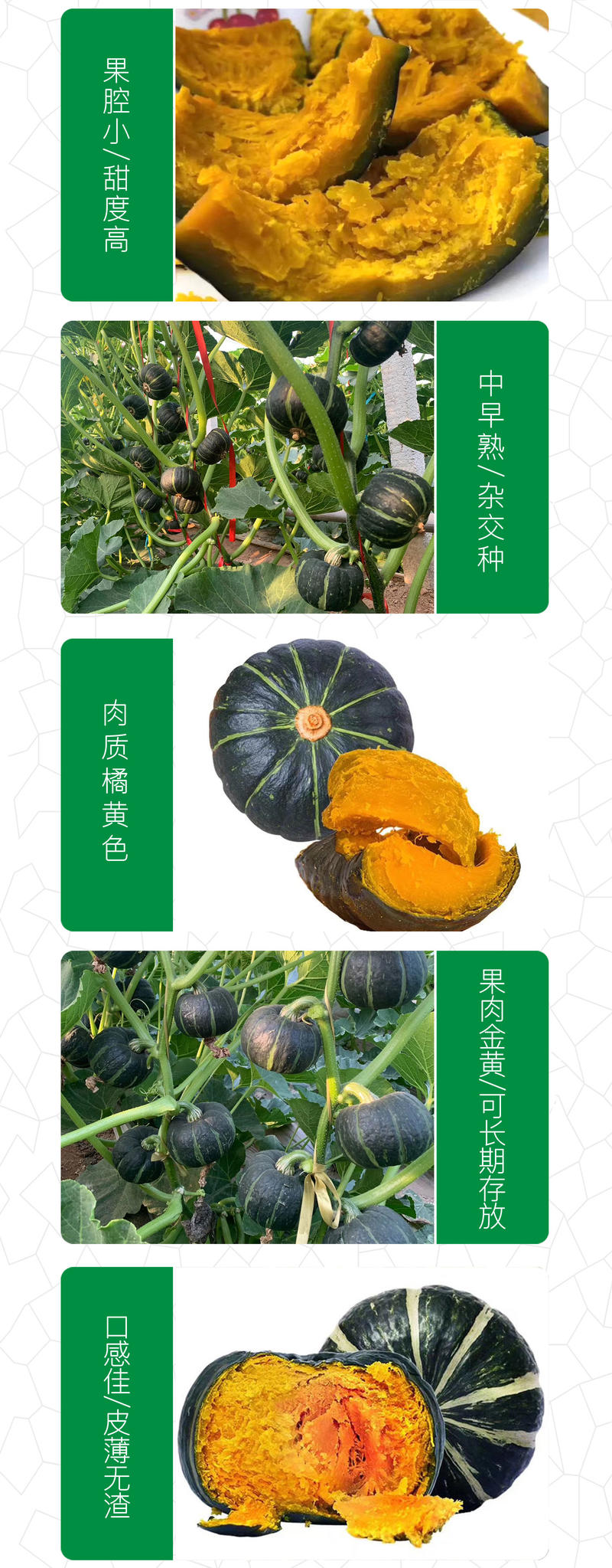 中科茂华蔬菜种子大果黑贝贝南瓜种子新西兰类型南瓜新品种