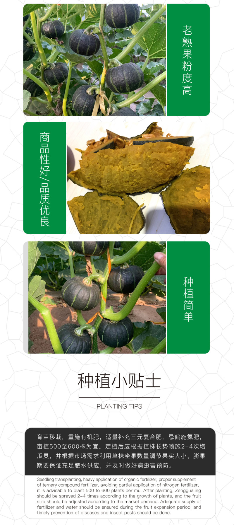 中科茂华蔬菜种子大果黑贝贝南瓜种子新西兰类型南瓜新品种