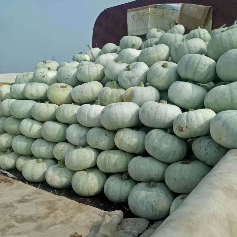 中科茂华蔬菜种子茂华银栗南瓜种子灰皮黄肉板栗味道早熟