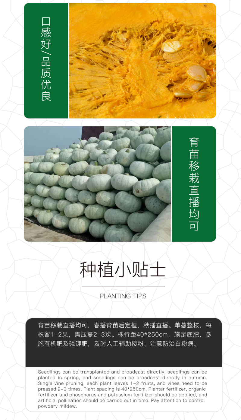 中科茂华蔬菜种子茂华银栗南瓜种子灰皮黄肉板栗味道早熟