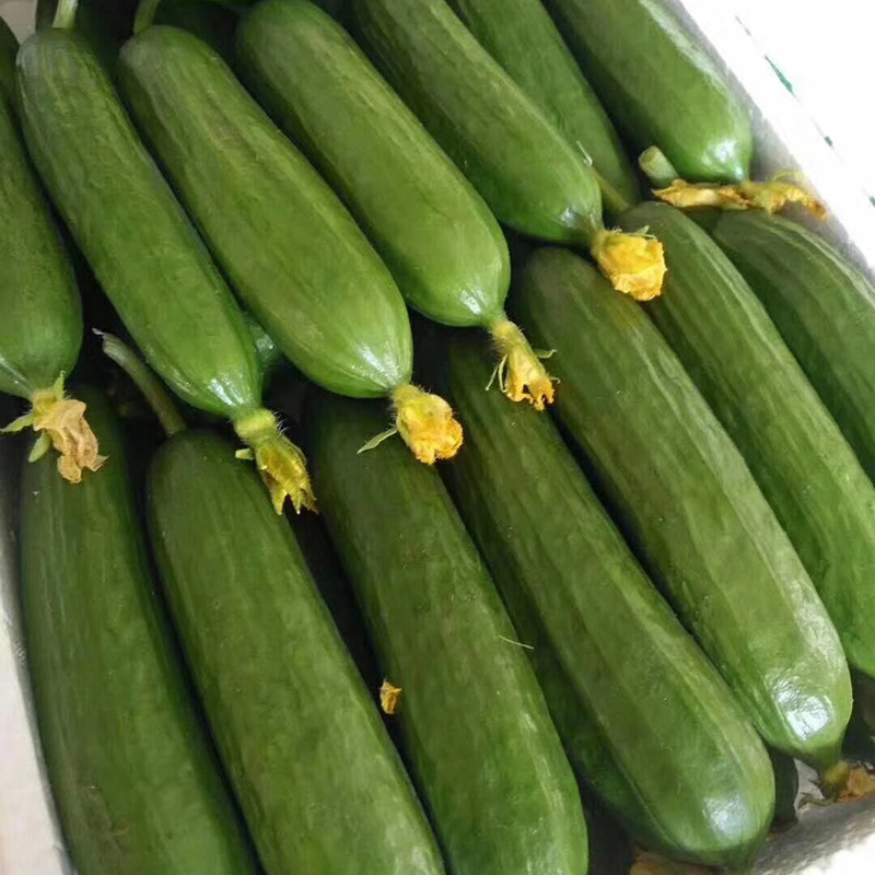中科茂华蔬菜种子无刺全雌水果黄瓜种子一叶一瓜果肉淡绿