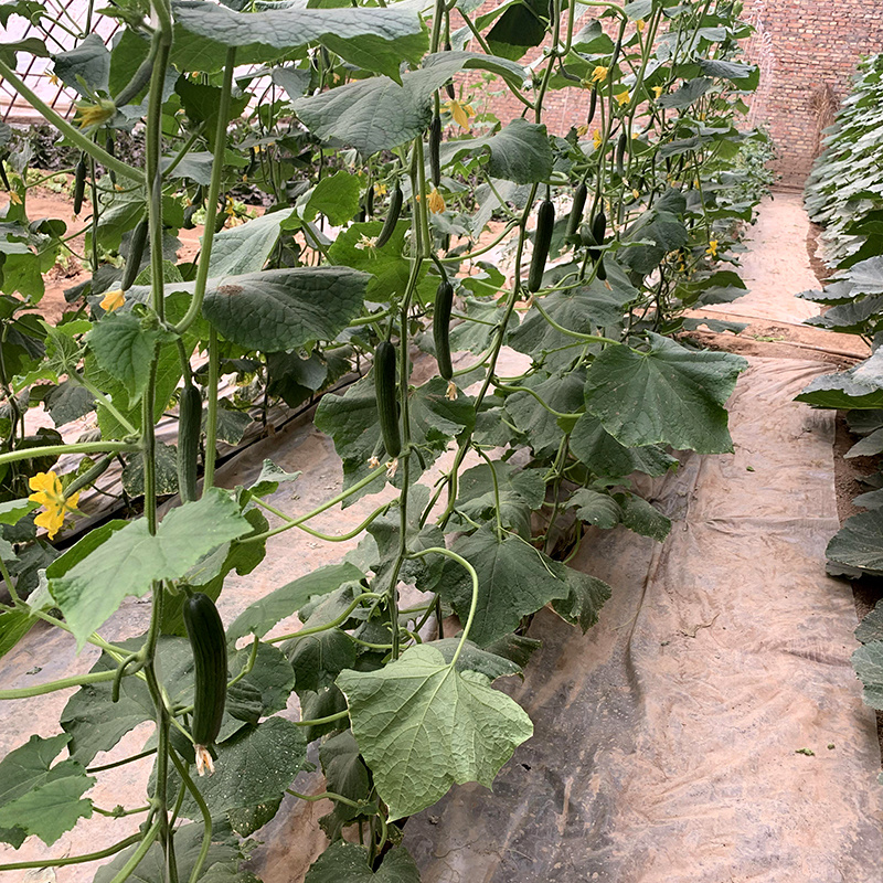 中科茂华蔬菜种子无刺全雌水果黄瓜种子一叶一瓜果肉淡绿