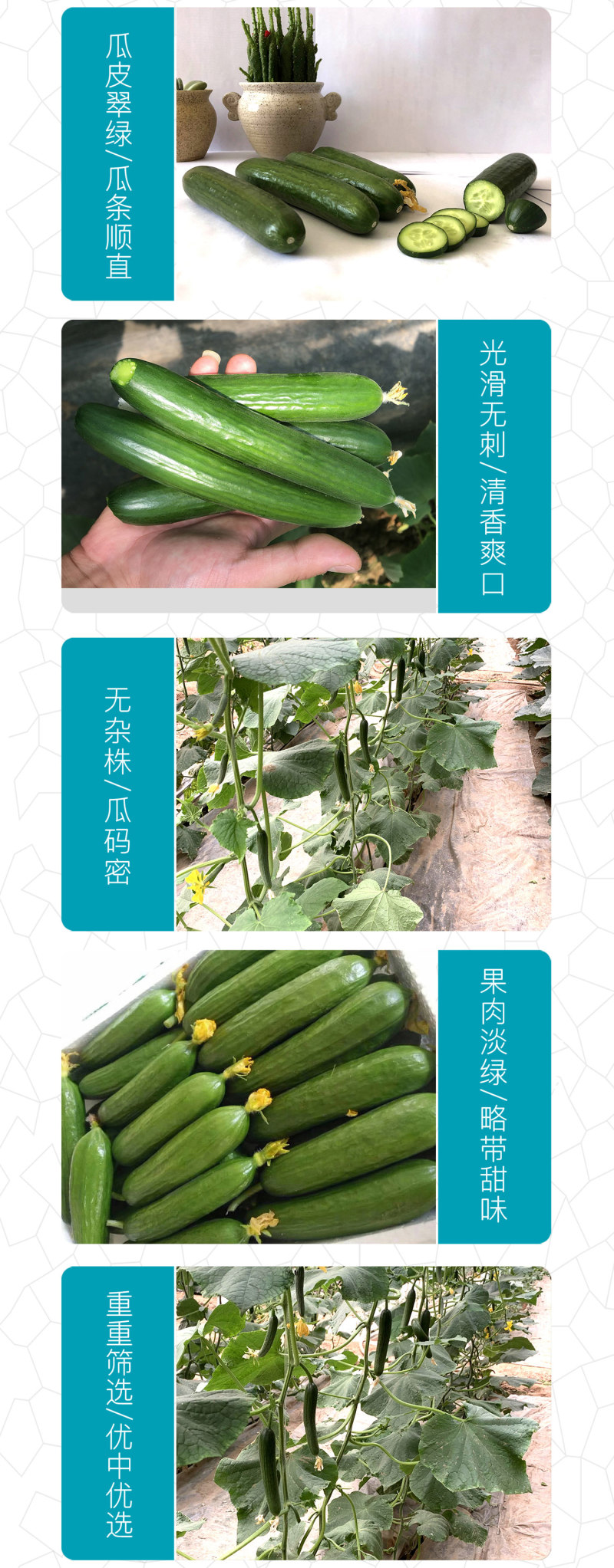 中科茂华蔬菜种子无刺全雌水果黄瓜种子一叶一瓜果肉淡绿