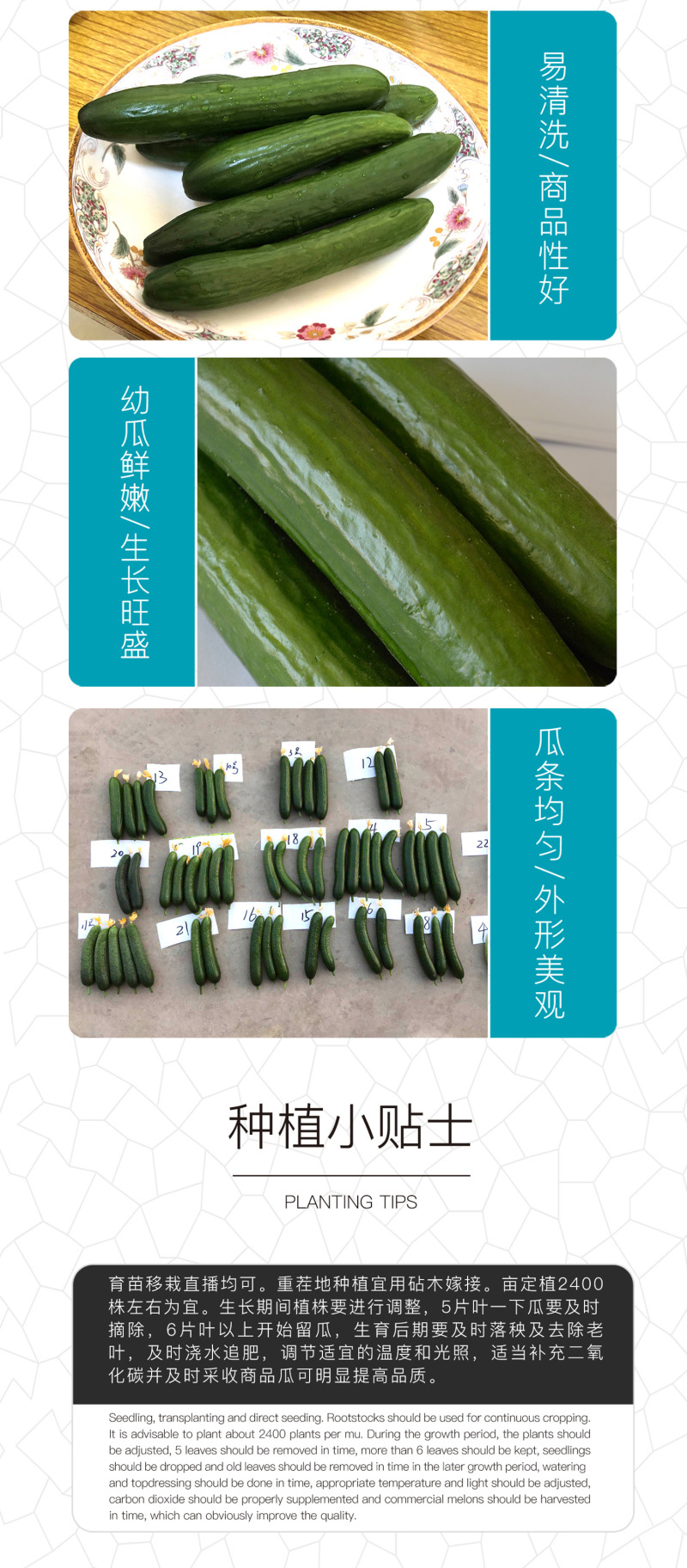 中科茂华蔬菜种子无刺全雌水果黄瓜种子一叶一瓜果肉淡绿