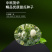 中科茂华瓜果种子中科蜜二号厚皮甜瓜种子白皮白肉