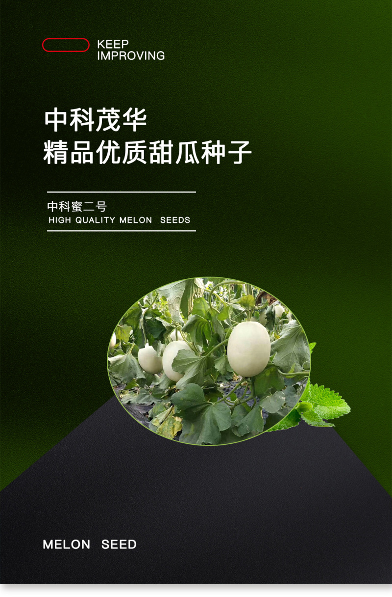 中科茂华瓜果种子中科蜜二号厚皮甜瓜种子白皮白肉